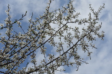 Blossom of plum tree against blue sky in April