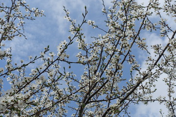 Blossoming branches of plum tree against the sky in April