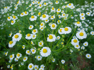White daisies, bees, pollen