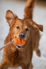 Golden Retriever mit orangem Kong im Maul