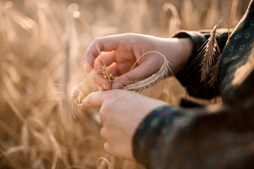 girl collects grain on a grain field
