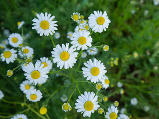 White daisies, bees, pollen