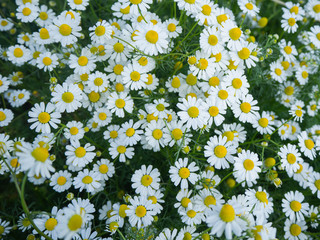 White daisies, bees, pollen