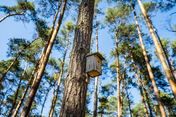 Birdhouse in the forest. Nature background.