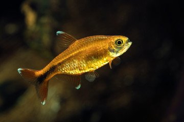 Silver tip tetra (Scientific Name: Hasemania nana) in freshwater aquarium