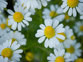 White daisies, bees, pollen