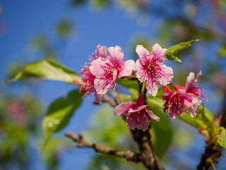 Pink cherry blossoms in Thailand