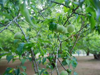 Plum fruit on the plum tree