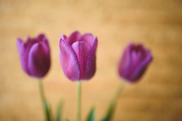 dew drops on petals of tulips