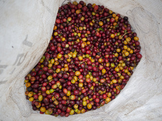 Cherry coffee beans of coffee, green coffee, Arabica coffee Thailand.