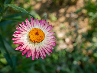 Beautiful flowers, temperate flowers Beautiful colored flowers, Thai flowers