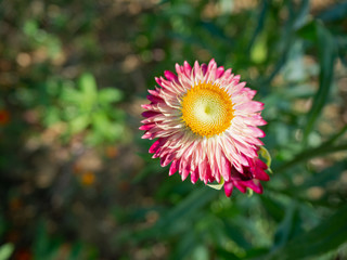 Beautiful flowers, temperate flowers Beautiful colored flowers, Thai flowers