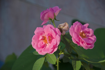 Beautiful petals of rose flowers and leaves in sunlight