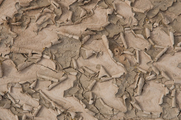 Rolled brown pattern of cracked soil surface