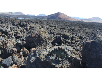 lanzarote triceratops © CTS WebLab