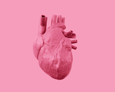 Human heart on a pink background. 3d illustration