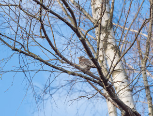 singing nightingale in branches in spring