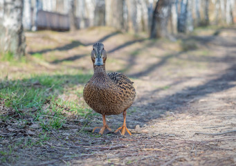 Walking duck in park