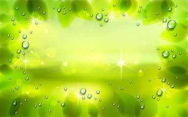 Fresh green leaves and water rain drops or condensate vector realistic transparent illustration, summer or spring nature background with copy space for text.