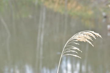 上富良野　名もなき池


