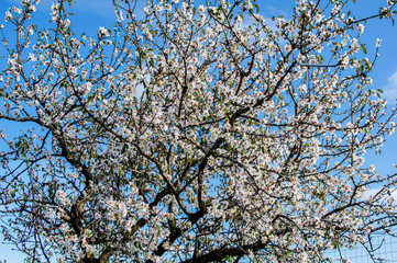 Close-up Macro Photography Almond Blossom Almond Tree in Bloom and Branches of Almond Blossom with Selective Focus Sardinia Countryside