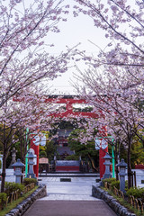 鎌倉壇葛の桜