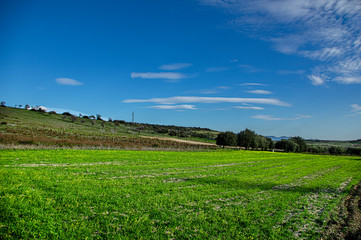 Italy Sardinia Photography of Pasaggio della Campagna with Vineyards and Vines of Wine Grapes and Open Spaces Asphalt Road and White Road