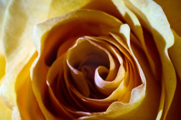 Macro photography: close-up of a yellow rose