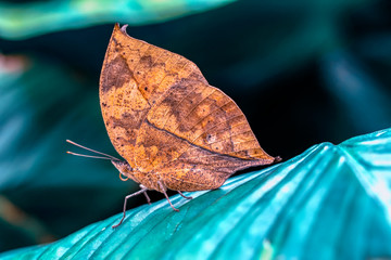 Dead leaf butterfly , Kallima inachus, aka Indian leafwing, standing wings folded on a bamboo branch, dead leaf imitation.