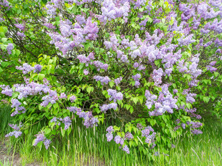 Obraz premium Blooming large shrub of purple lilac, Syringa vulgaris, in a park in spring