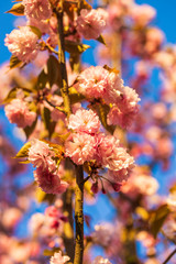 Branch of Prunus Kanzan cherry with pink double flowers and red leaves,