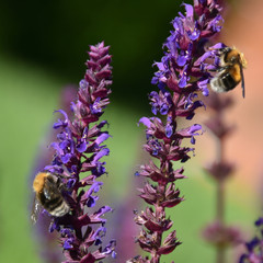Bienen