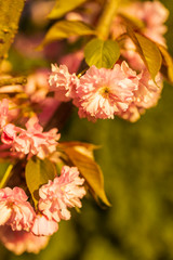 Branch of Prunus Kanzan cherry with pink double flowers and red leaves,