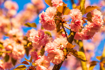 Branch of Prunus Kanzan cherry with pink double flowers and red leaves,