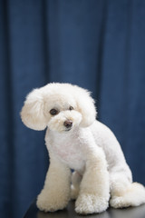 白いトイプードル