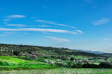 Obraz premium Close-up Macro Photography Almond Blossom Almond Tree in Bloom and Branches of Almond Blossom with Selective Focus Sardinia Countryside