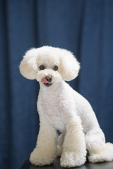 白いトイプードル