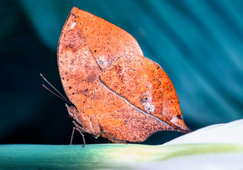 Dead leaf butterfly , Kallima inachus, aka Indian leafwing, standing wings folded on a bamboo...