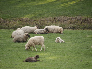Schafe im Dhrontal