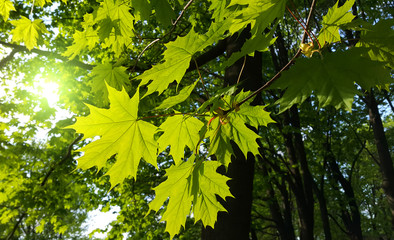 Branches with fresh green leaves of maple tree - obrazy, fototapety, plakaty