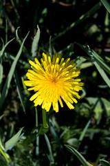 dandelion on summer field Taraxacum officinale