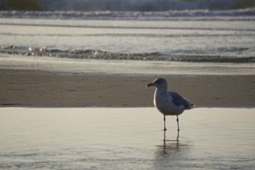 Juvenile Möwe