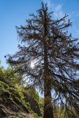 Im oberen Donautal-Wandern Kloster Sigmaringen Laiz