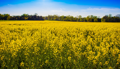 Obraz premium Field of yellow rapeseed flowers