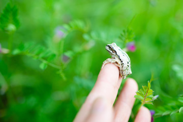 子供の手の上の蛙
