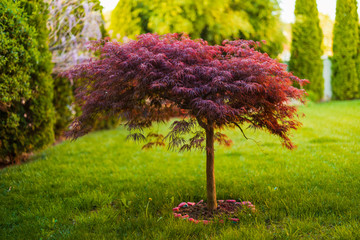 Red foliage of the weeping Laceleaf Japanese Maple tree (Acer palmatum) in garden - obrazy, fototapety, plakaty