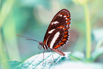 Fototapeta na wymiar Beautiful heliconius butterfly sitting on flower in a summer garden