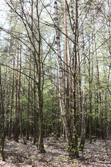 Trees in forest covered fresh spring foliage. Spring background nature theme