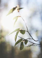 Blurred green leaves background. Spring fresh foliage. Spring theme