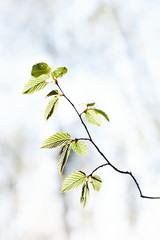 Blurred green leaves background. Spring fresh foliage. Spring theme